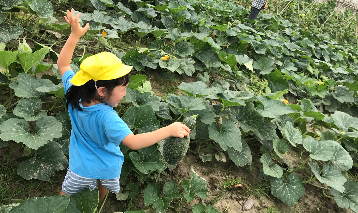 .親子遠足２０１８農村で野菜収穫（かぼちゃ）